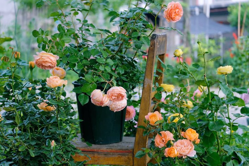 别人问我在农村靠什么活着？靠雪山大地、日升月落、四时耕种活着