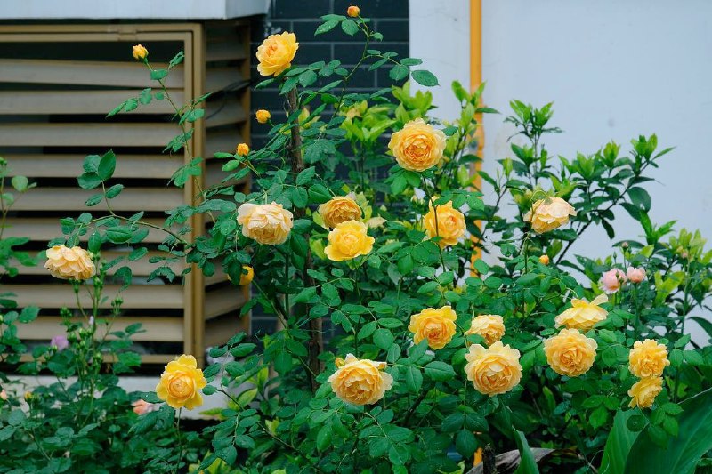 别人问我在农村靠什么活着？靠雪山大地、日升月落、四时耕种活着